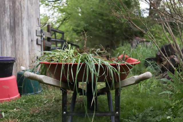 Wheelbarrow full of garden plants