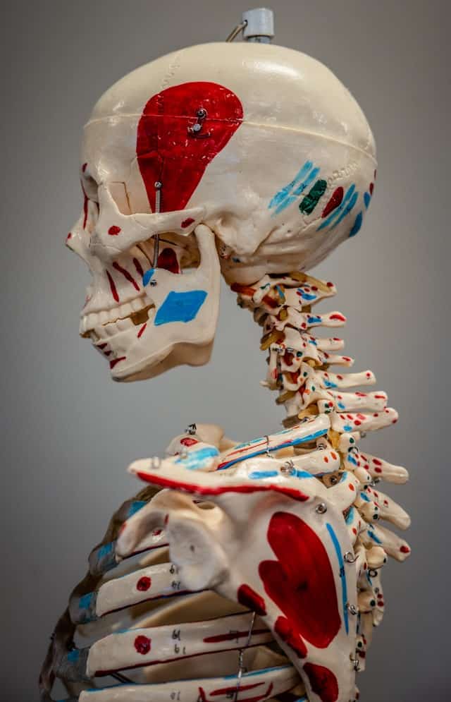 Painted anatomical skeleton model