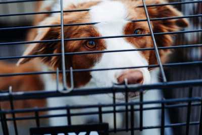 Dog resting behind the bars of a kennel crate